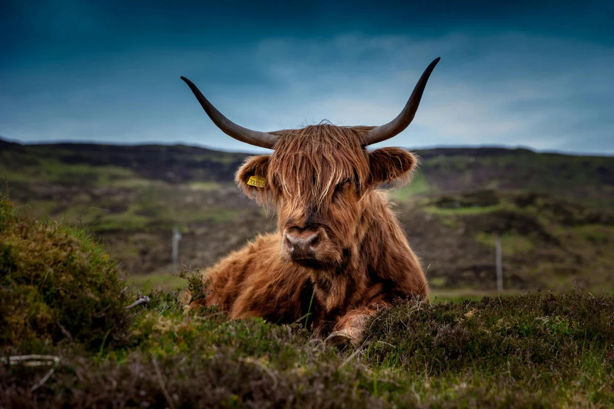 Highland cattle on the Isle of Lewis