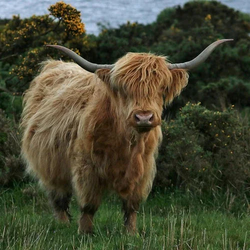 Highland cow grazing on Hebridean moorland